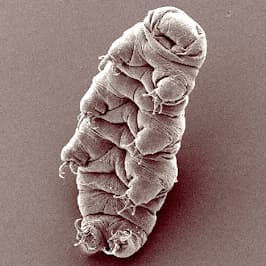 Scanning electron micrograph of a plump, eight-legged tardigrade with clawed feet.