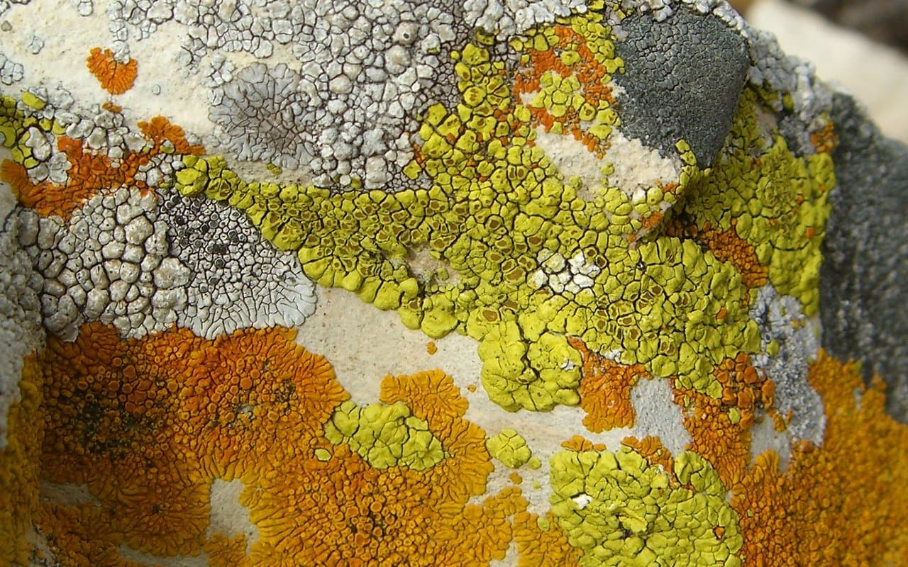 A rock covered in patches of brightly colored lichen in shades of orange, green, and gray.