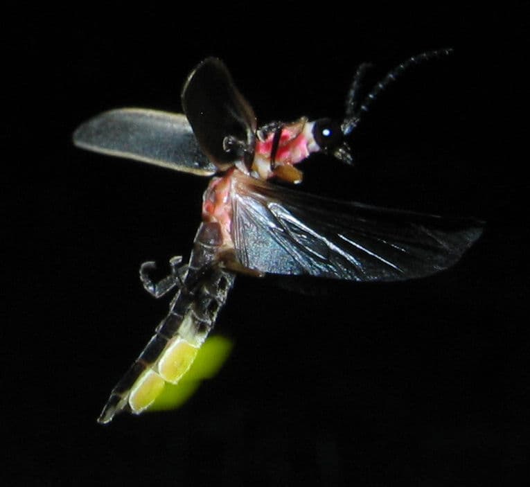 Close-up of a small dark beetle on a leaf, the tip of its abdomen glowing bright yellow-green.