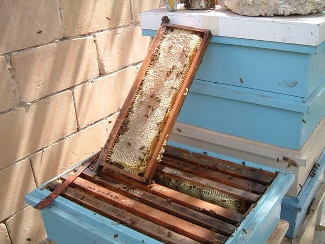 A wooden frame of honeycomb with cells capped in pale wax