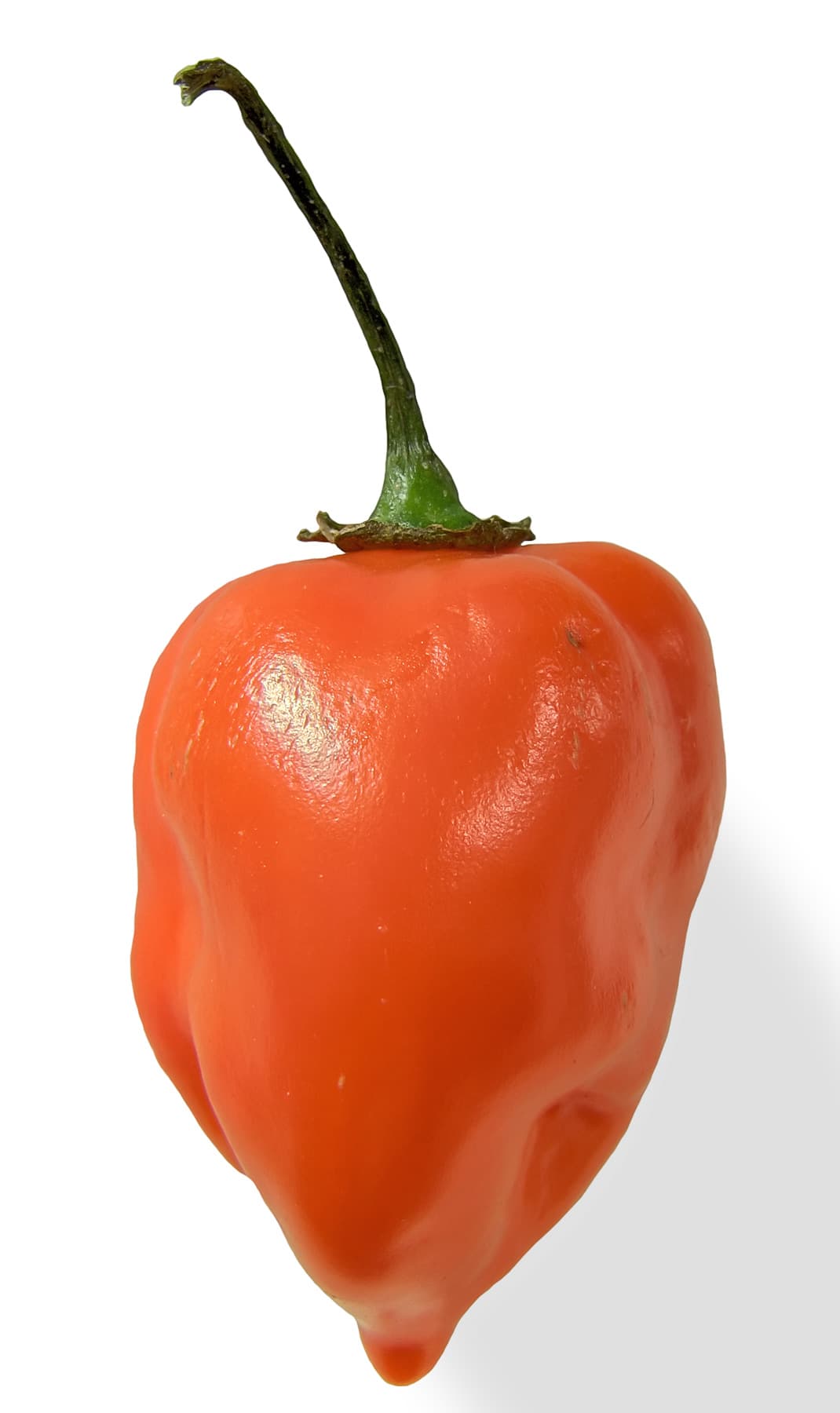 Close-up of an orange habanero chili pepper