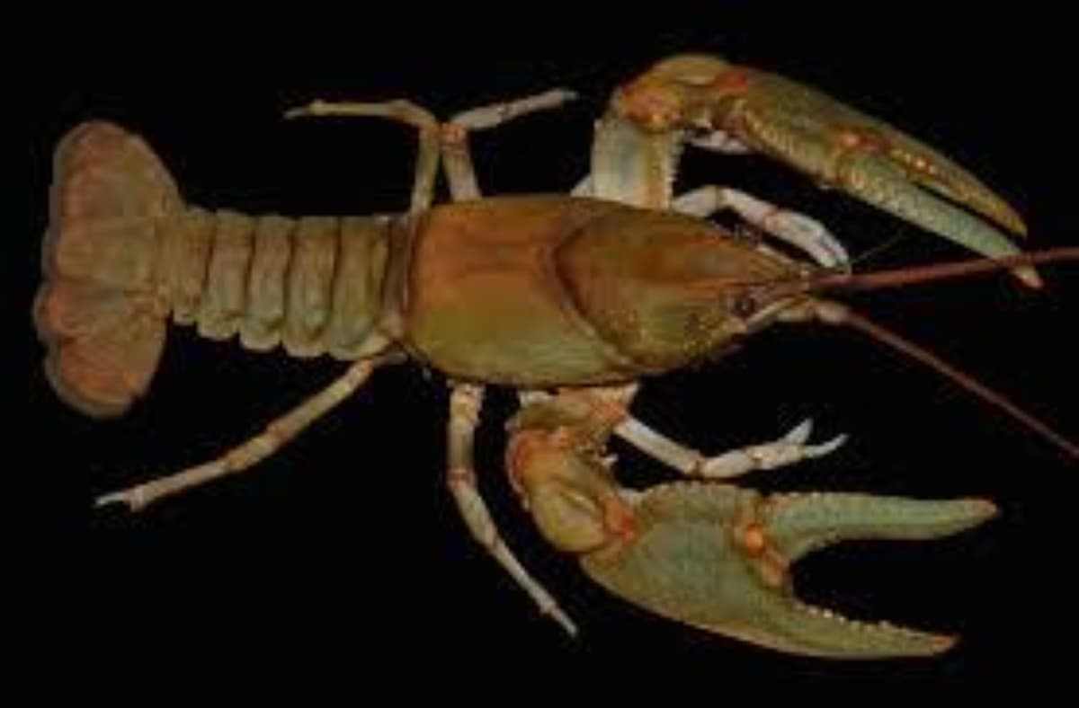 Close-up of a brown crayfish with raised claws against a dark background.