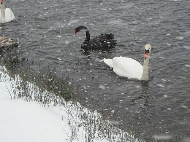 A black swan and a white swan swimming on a grey lake in falling snow, with a snowy bank in the foreground.
