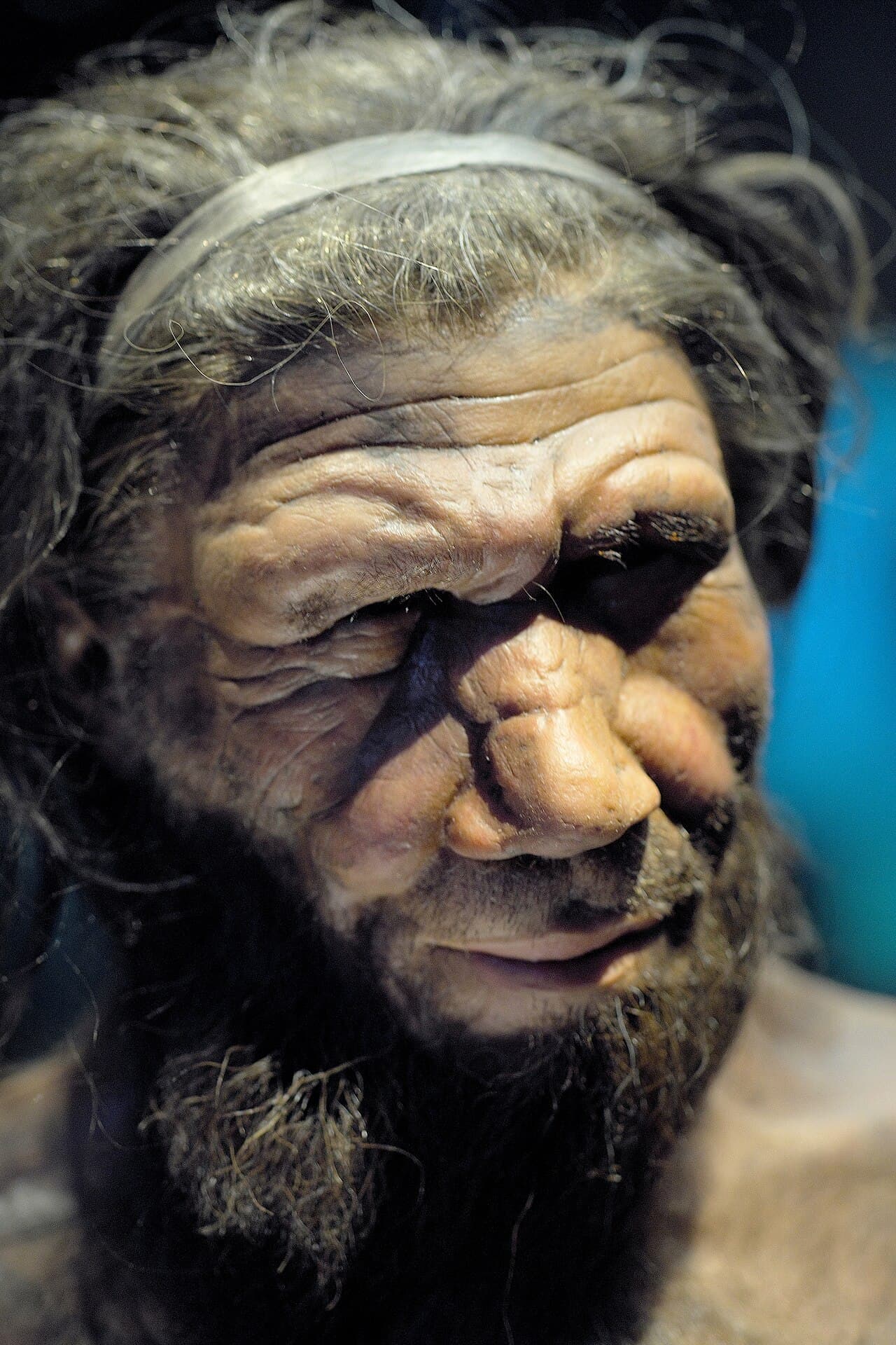 A museum reconstruction of a Neanderthal man's face and upper body