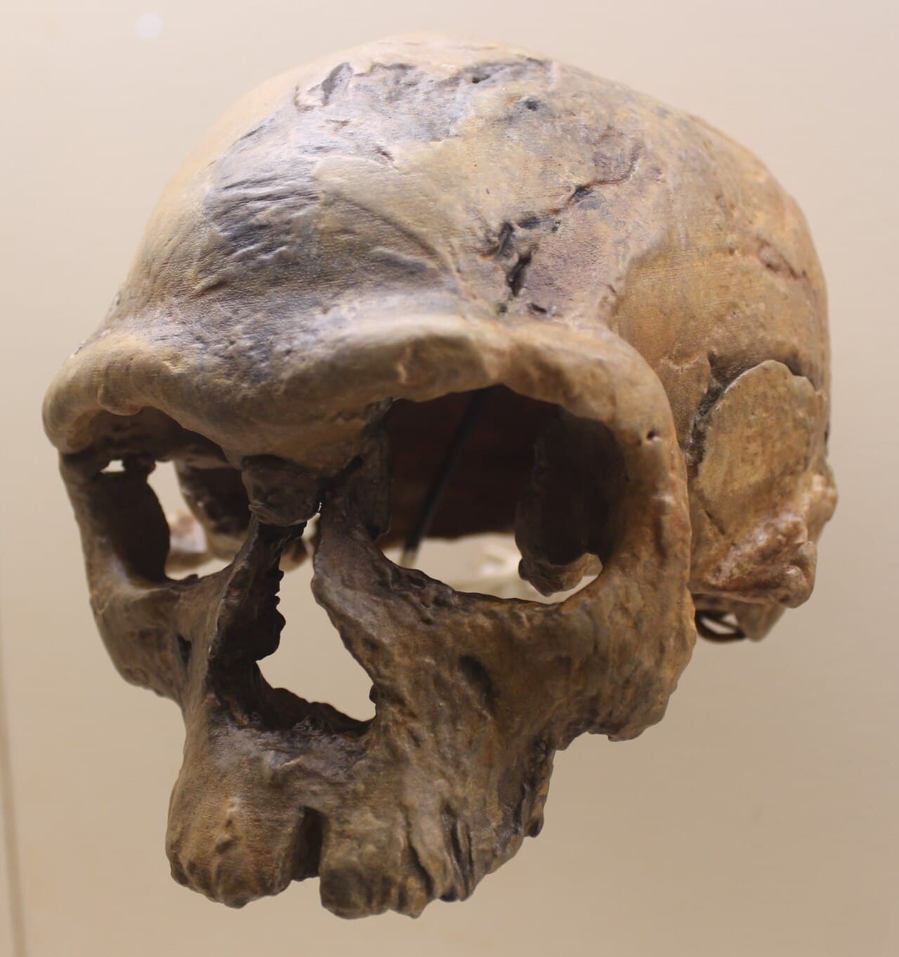 Cast of the Jebel Irhoud 1 Homo sapiens skull