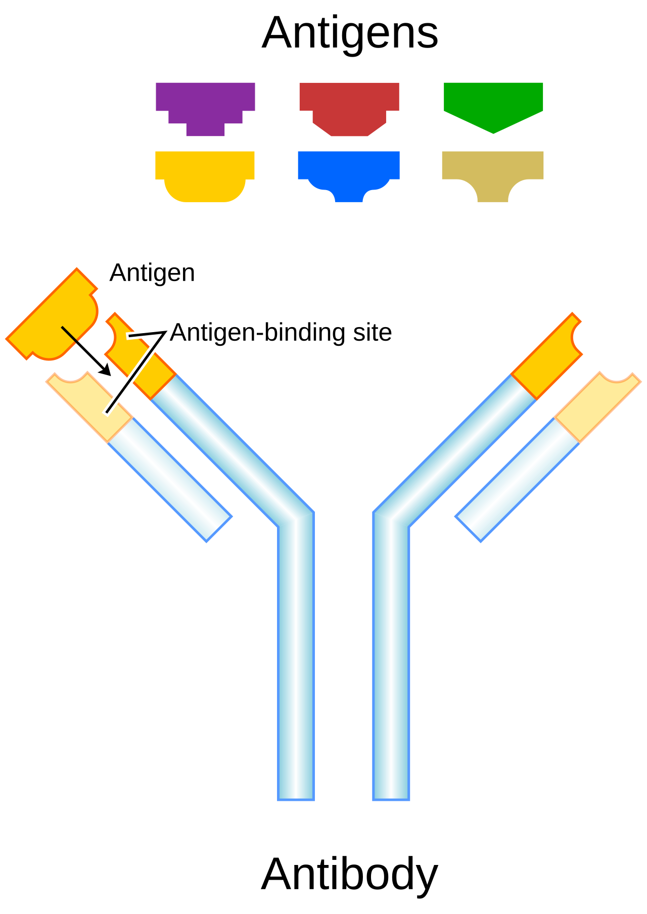 Diagram of a Y-shaped antibody, showing two heavy chains and two light chains, with antigens binding at the tips of the branches.