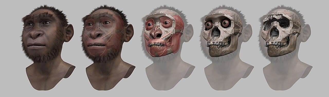 Forensic facial reconstruction steps of Turkana Boy, a Homo erectus skeleton