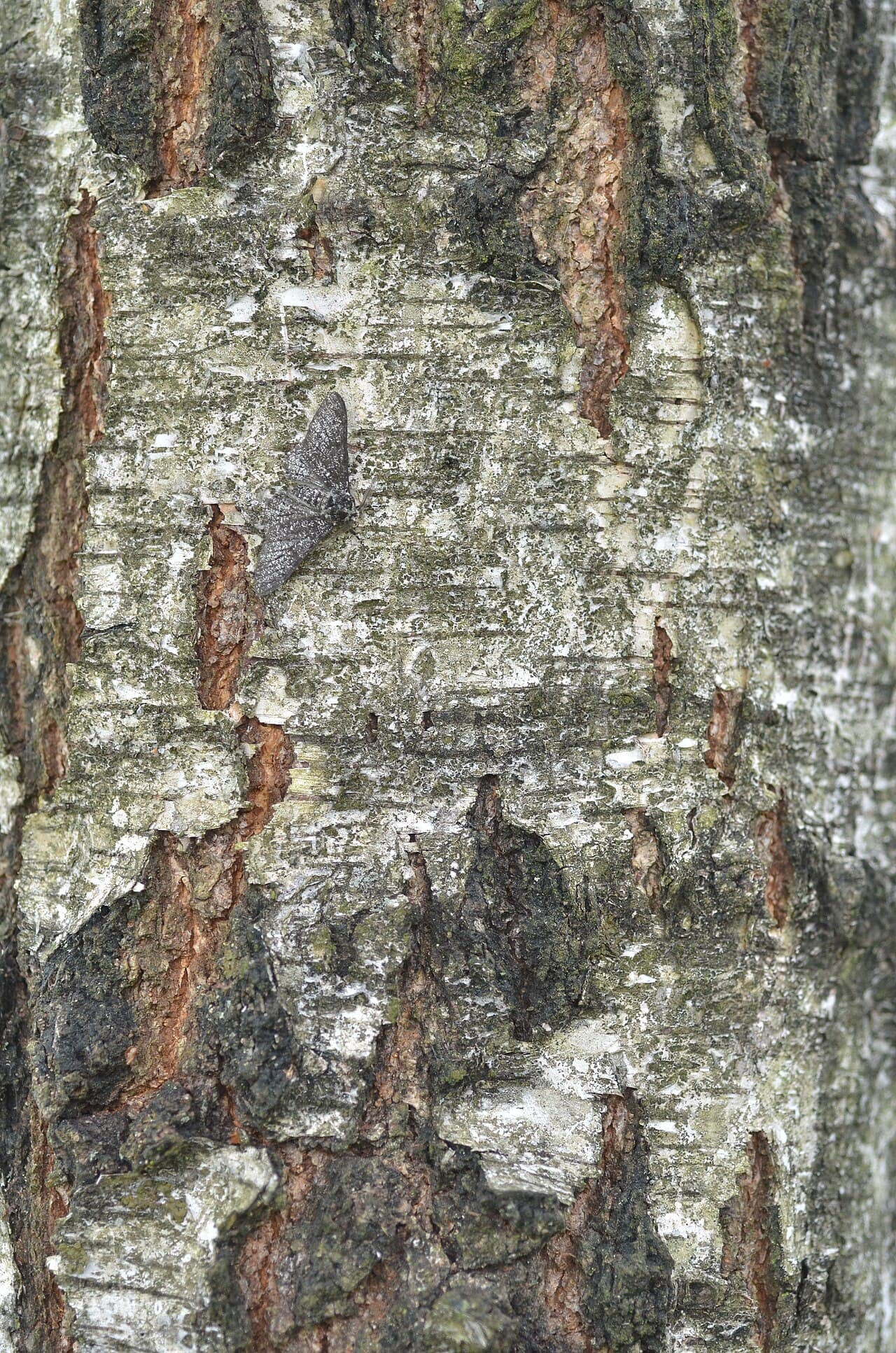 A peppered moth resting on tree bark, its mottled grey and black wings blending almost perfectly with the bark's texture.