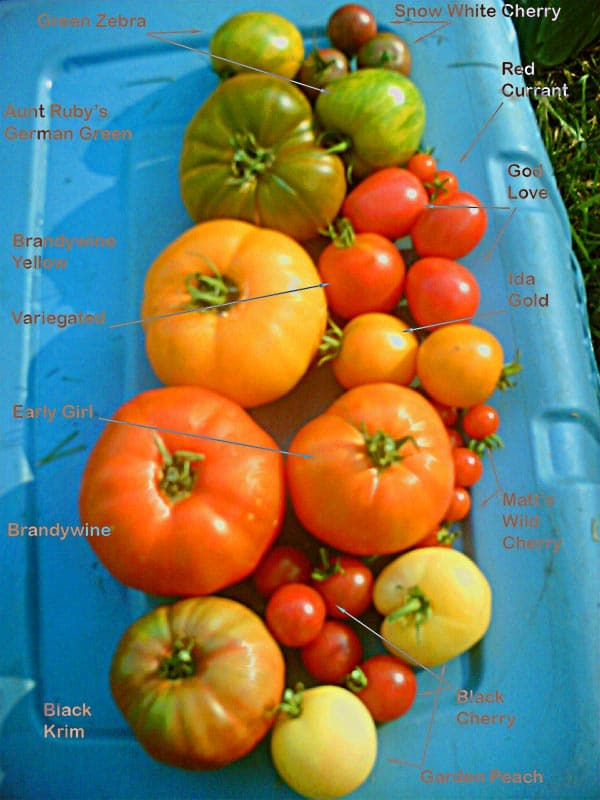 A colourful assortment of heirloom tomatoes, red, yellow, green and nearly black