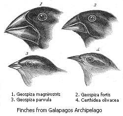 Nineteenth-century engraving comparing the heads and beaks of four Galápagos finch species, showing how differently shaped and sized their beaks are.