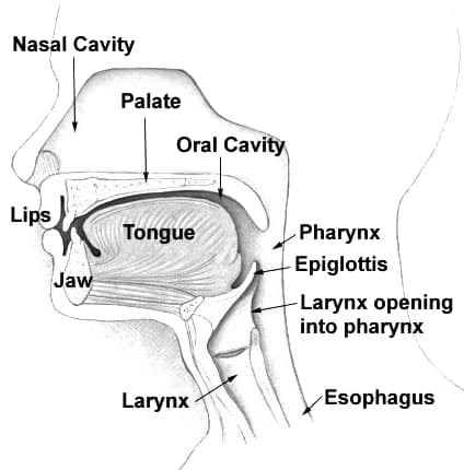 Labelled cross-section of the human head and neck showing the nasal cavity, mouth, tongue, pharynx, larynx, trachea and esophagus
