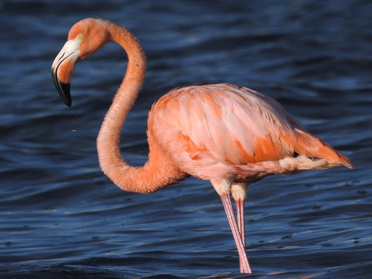 A salmon-pink American flamingo wading in dark blue water, its neck curved in an S.