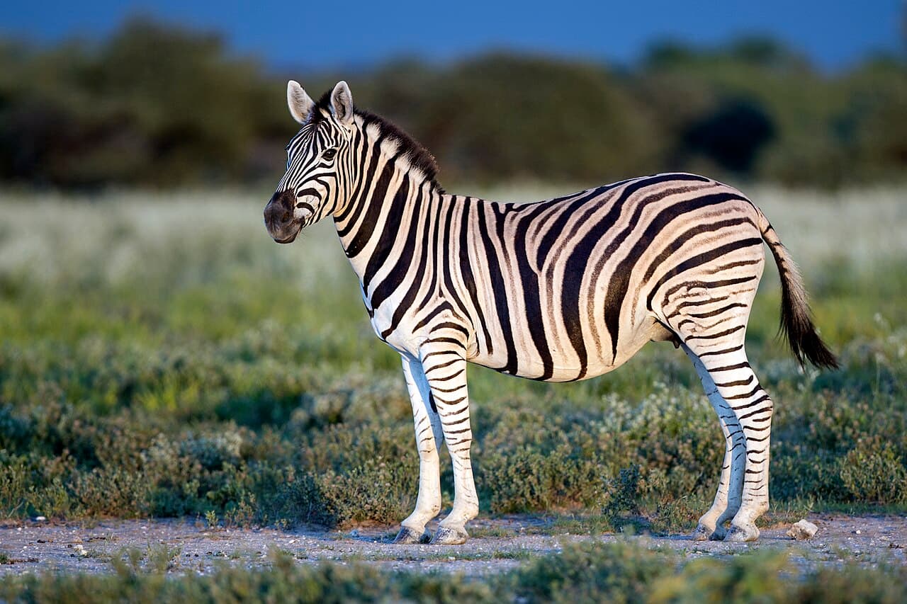 A plains zebra standing on dry ground, its bold black-and-white stripes covering its body and legs.