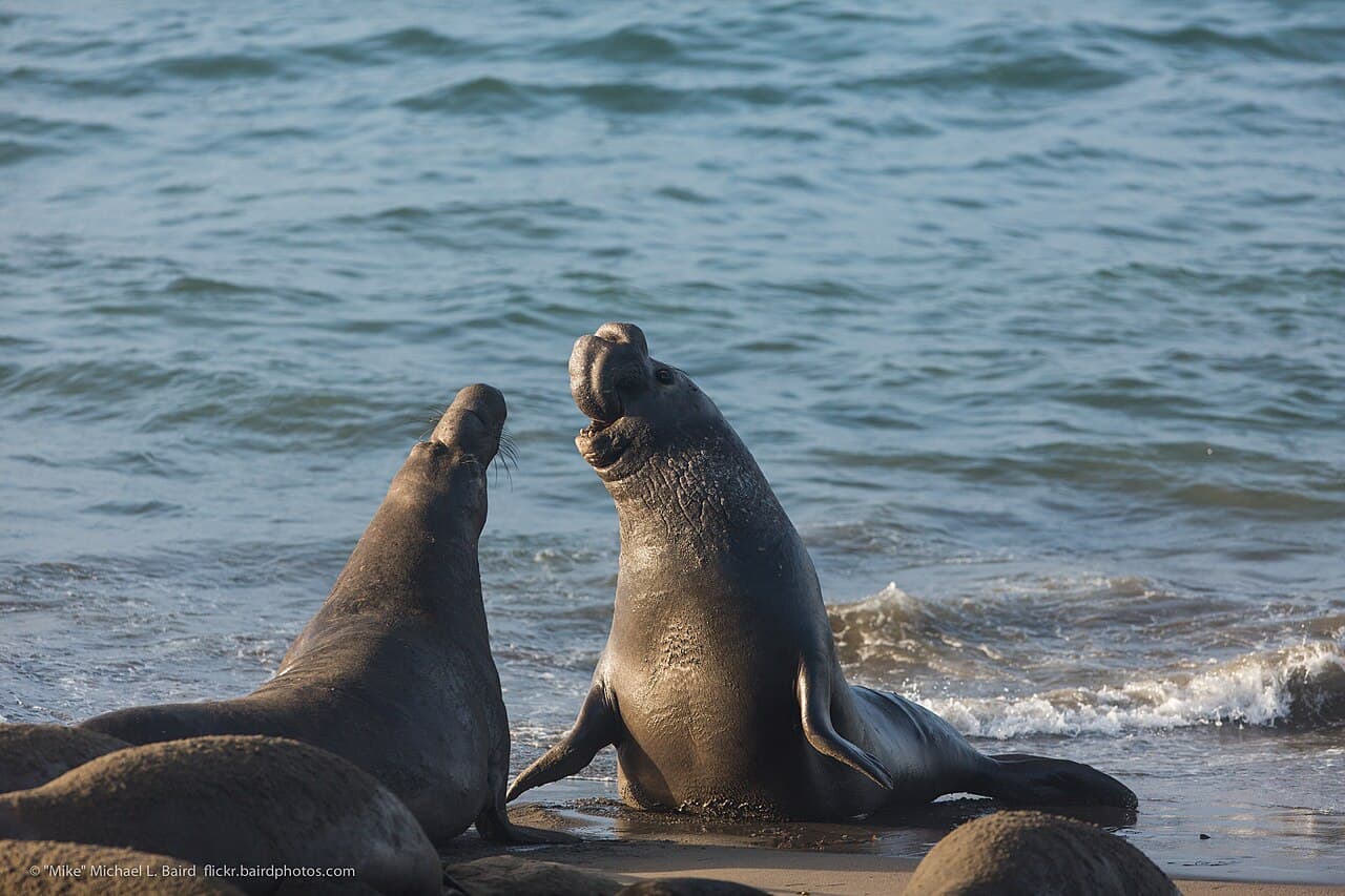 Two large northern elephant seal bulls rearing up and fighting on a beach.