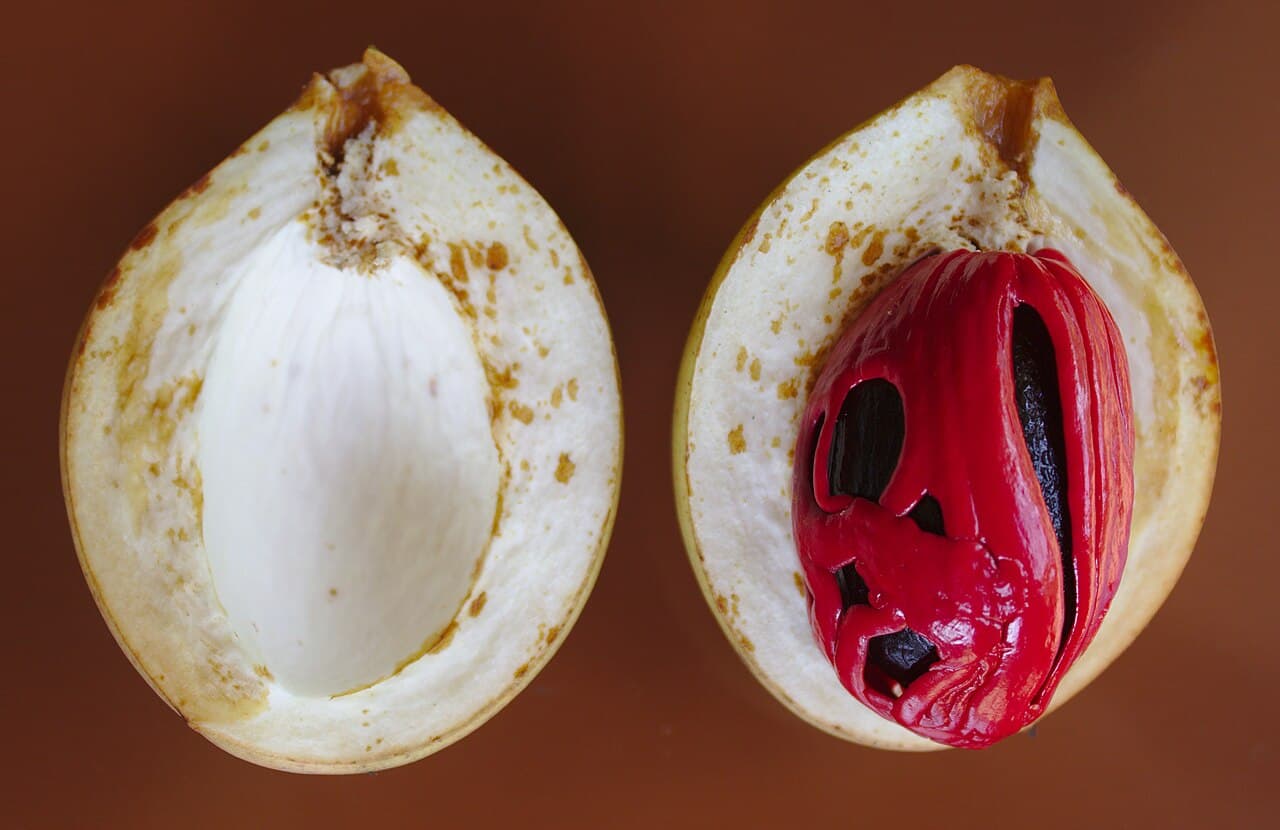 A nutmeg fruit split open, showing the brown seed wrapped in a red lacy covering