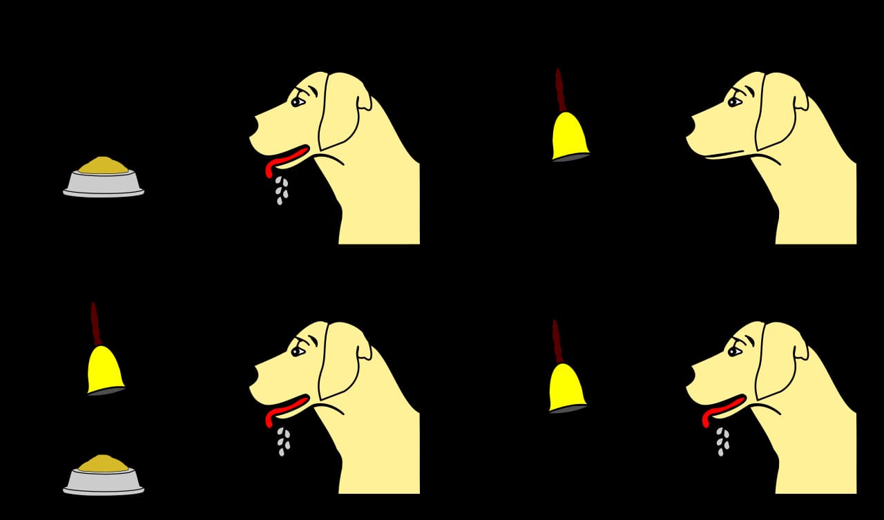 Diagram illustrating Pavlov's classical conditioning experiment with a dog, bell, and food