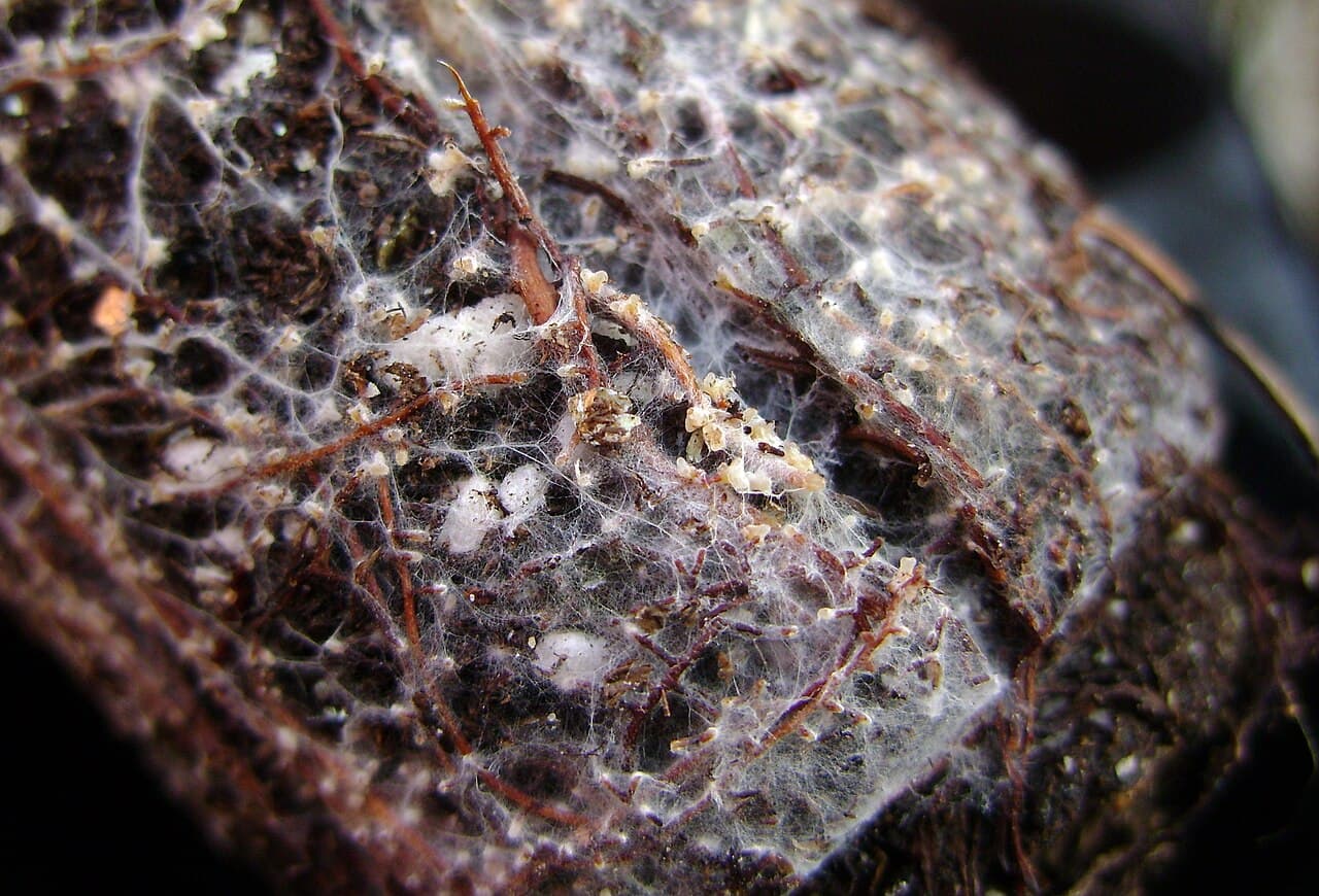 Close-up of brown spruce roots covered and linked by fine white fungal threads.