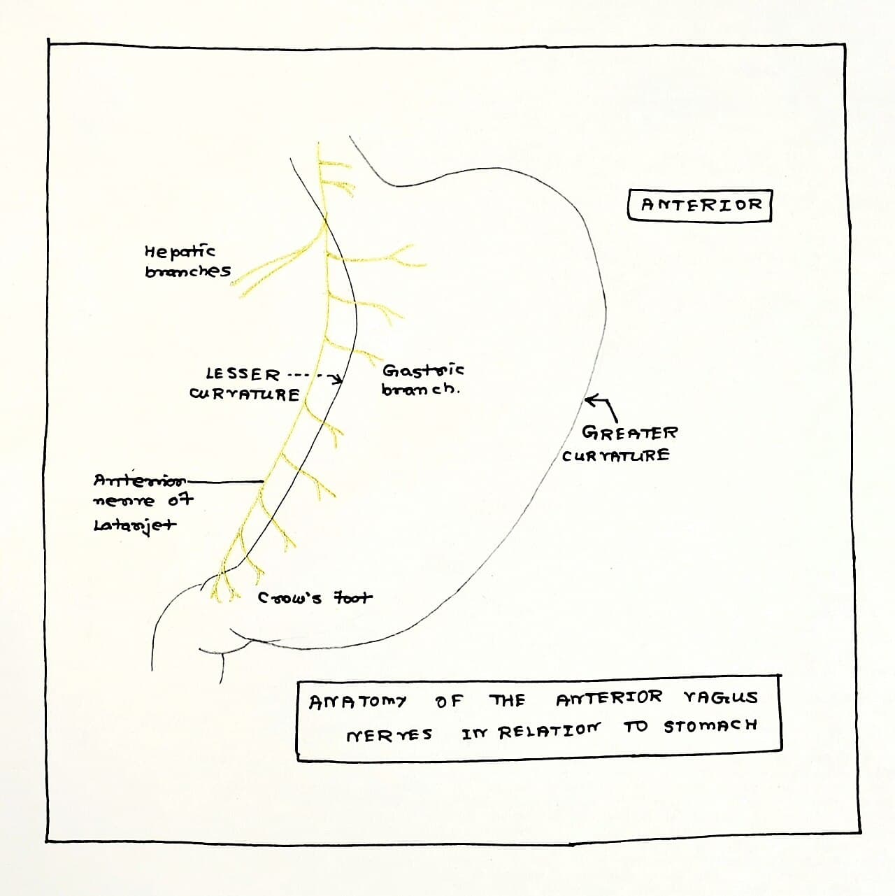 Anatomical diagram showing the path of the vagus nerve from the brainstem through the neck, chest, and abdomen.