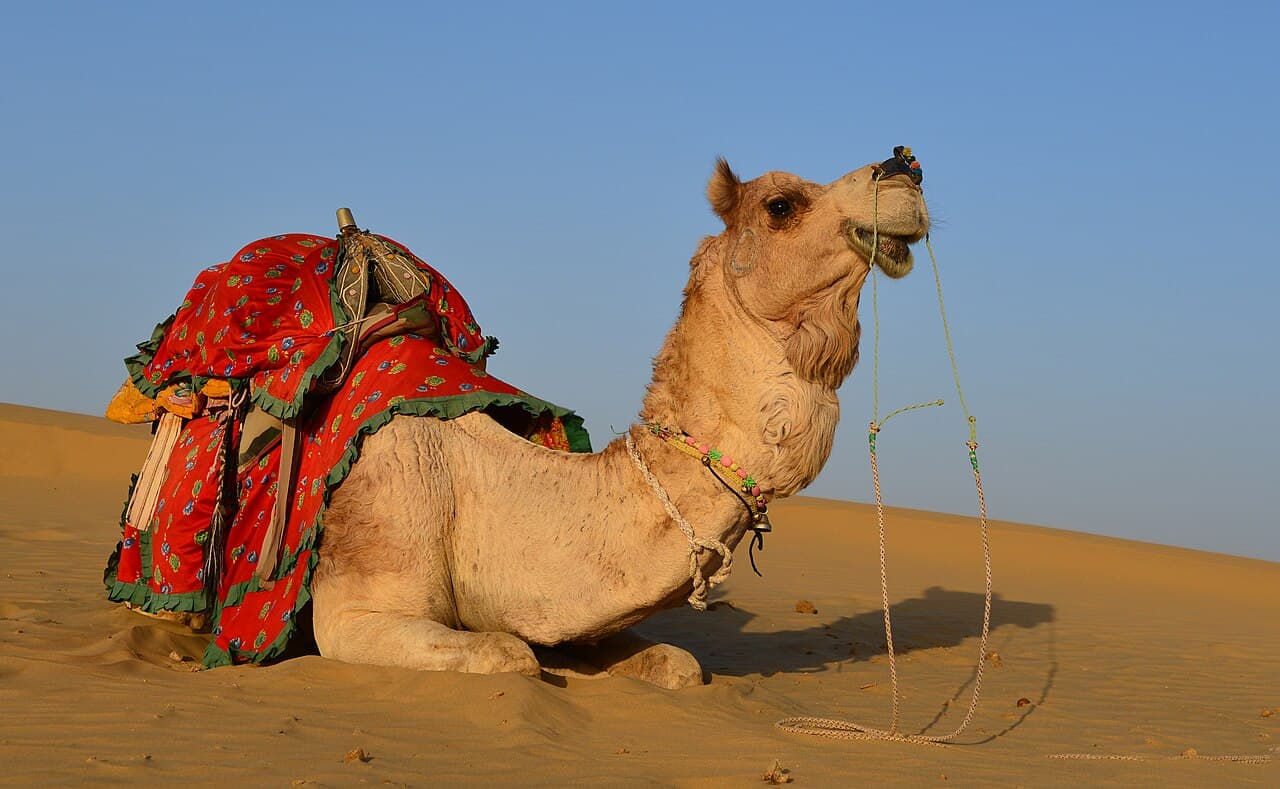 A dromedary camel standing in the sandy Thar desert.