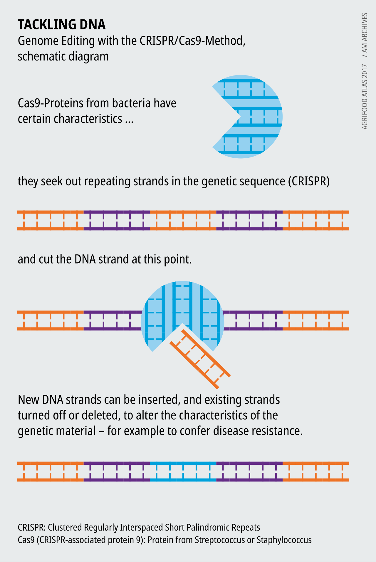 Schematic illustration of the Cas9 enzyme guided by an RNA strand to a matching stretch of a DNA double helix, cutting it, followed by the cell repairing or inserting DNA at the cut.