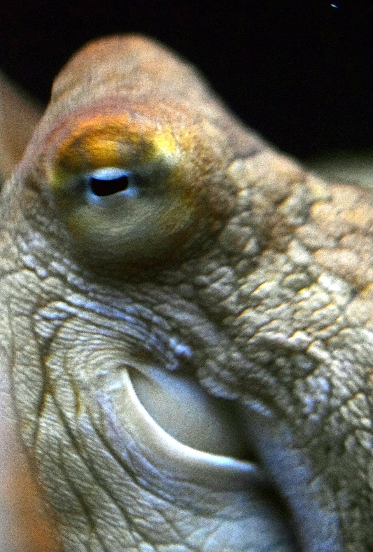 Close-up of an octopus eye set in mottled, textured skin.