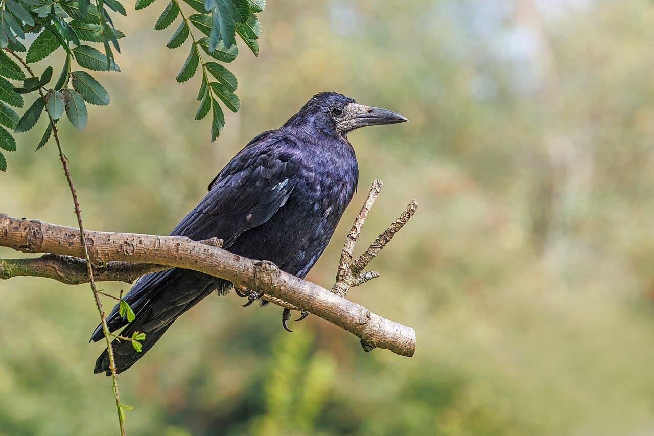 A rook, a black corvid bird with a pale bill base, perched and looking alert.