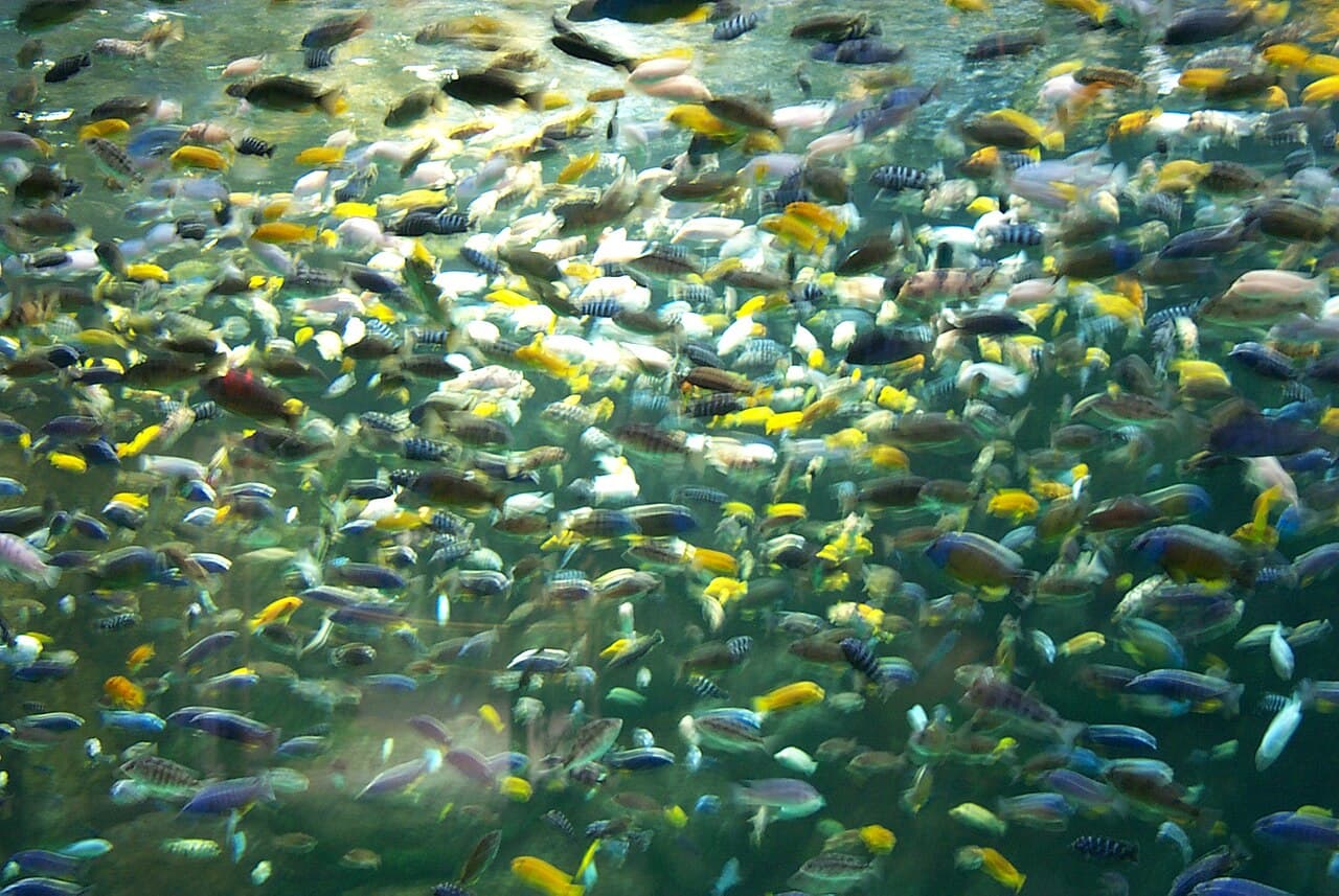 Several brightly colored cichlid fish of different species swimming together among rocks in an aquarium recreating Lake Malawi.