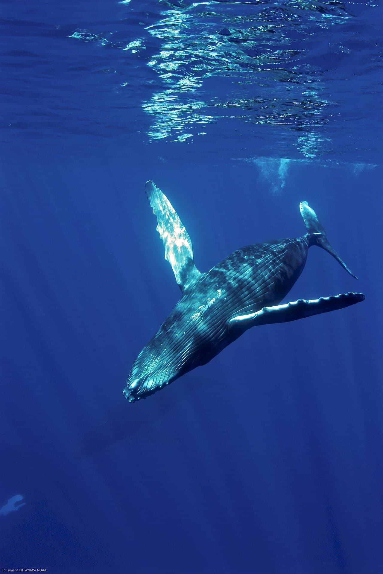 A humpback whale swimming underwater in blue water, its long pectoral fins spread.