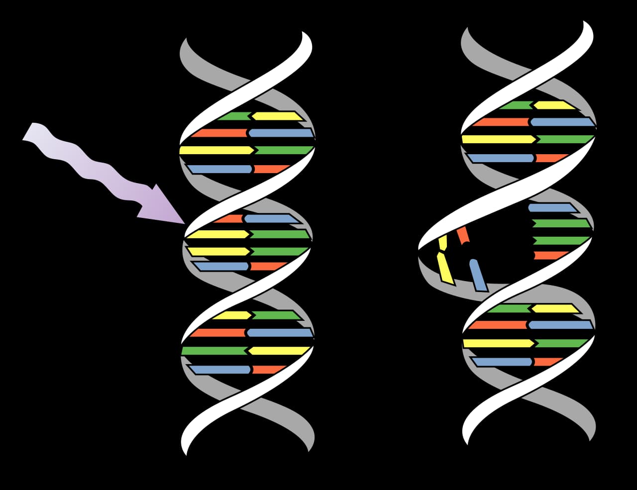 Diagram showing ultraviolet light causing two adjacent DNA bases to bond abnormally, forming a thymine dimer that distorts the DNA strand.